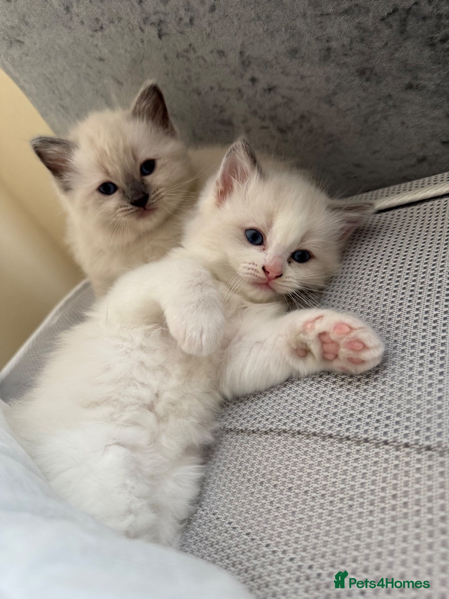 Ragdoll cats Gorgeous Ragdoll Kittens Looking for Loving Homes - Advert 1