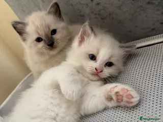 Ragdoll cats Gorgeous Ragdoll Kittens Looking for Loving Homes - Advert 4
