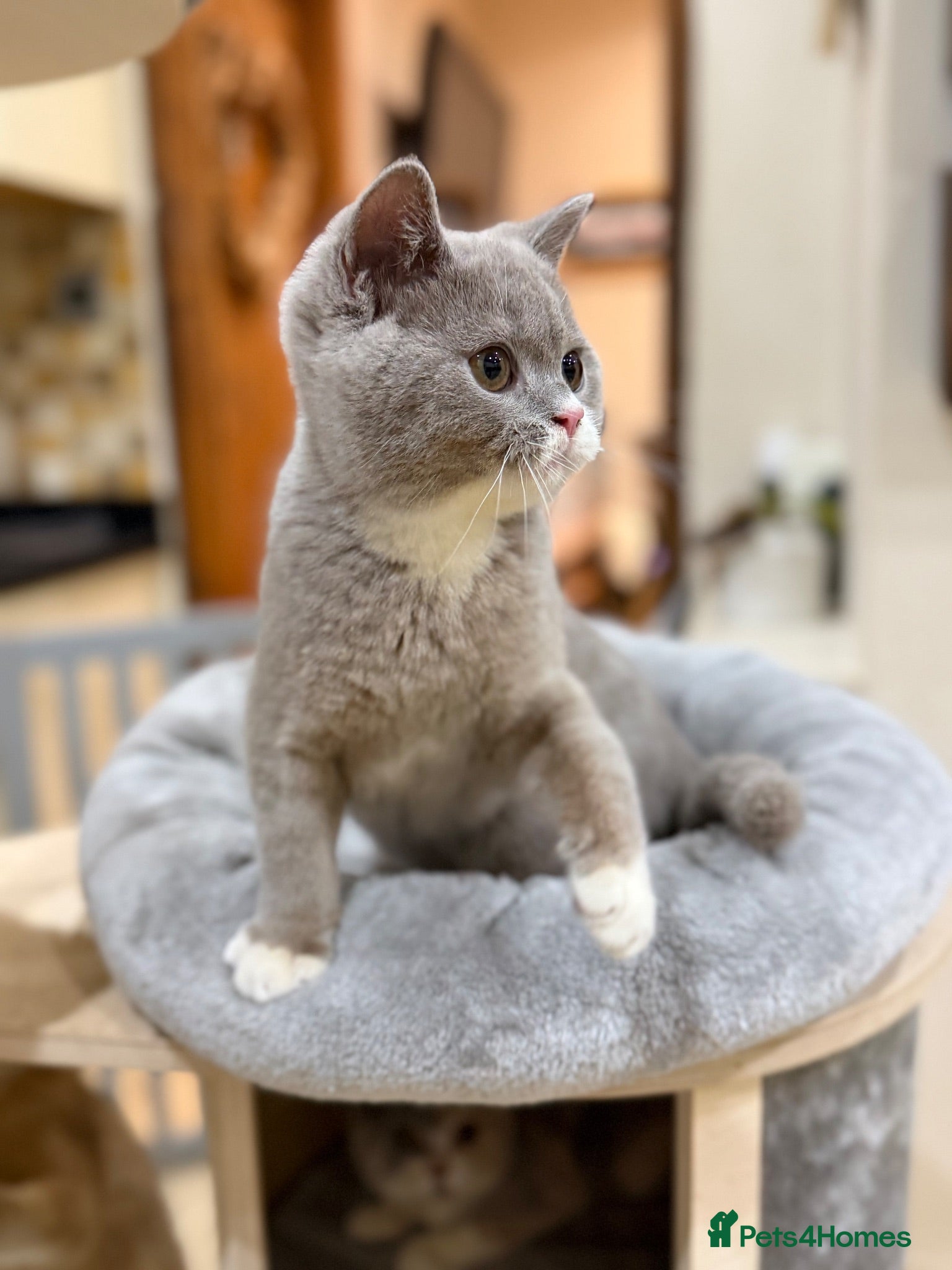 British Shorthair cats FULL PEDIGREE REGISTERED BSH - Advert 2