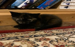 Mixed Breed cats for sale: Fantastic Farm Kittens ready now  - Image 6