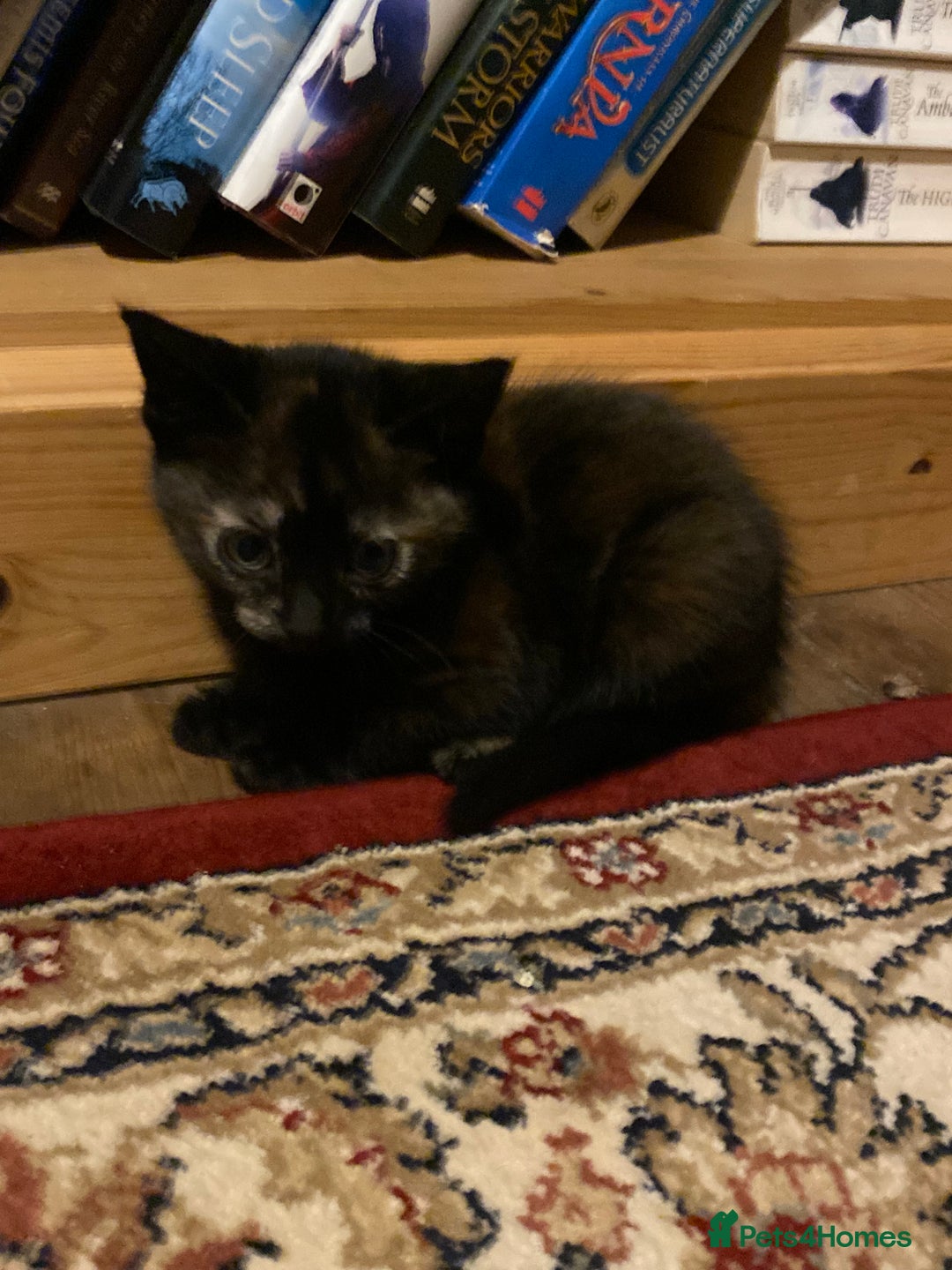 Mixed Breed cats for sale: Fantastic Farm Kittens ready now  - Image 6