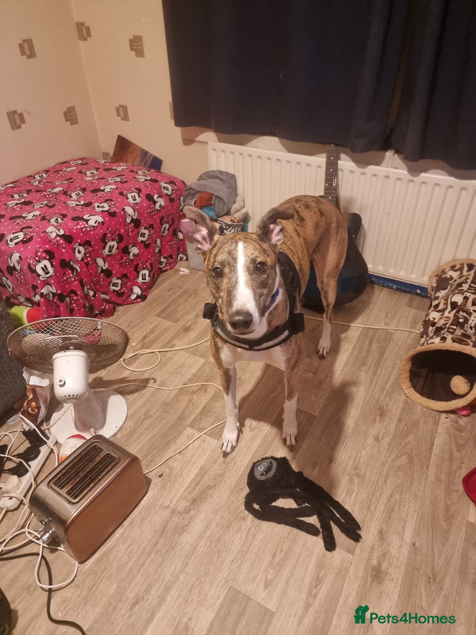 Lurcher dogs Rehoming Our Dog Due To Circumstances  - Advert 1