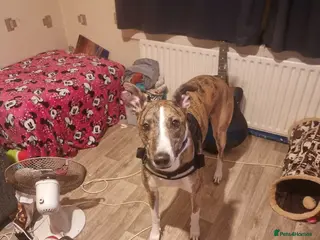 Lurcher dogs Rehoming Our Dog Due To Circumstances - Advert 1