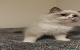 Ragdoll cats for sale: 💙🐾Tica full Pedigree🐾EU Ragdoll 🐱🐾DNA Clear - Image 34