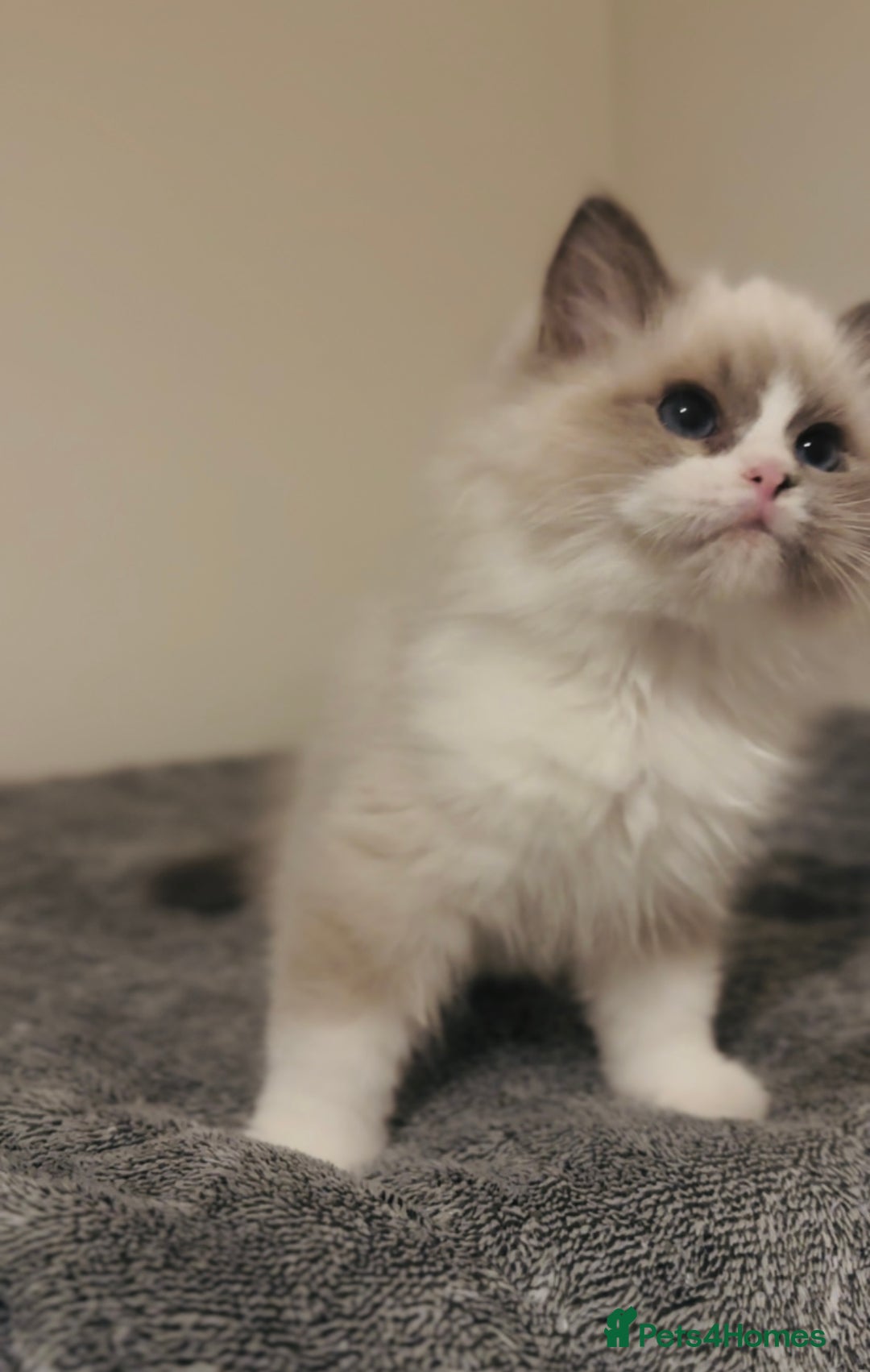 Ragdoll cats for sale: 💙🐾Tica full Pedigree🐾EU Ragdoll 🐱🐾DNA Clear - Image 34