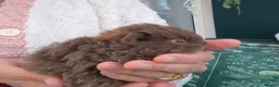Guinea Pig rodents for sale: SOLD  - Advert 4