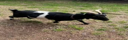 Goats livestock for sale: Goats for sale  in Rugby - Advert 4