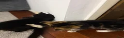 Mixed Breed cats for sale: Adorable Kittens Ready for Their Forever Homes🐾 - Advert 6