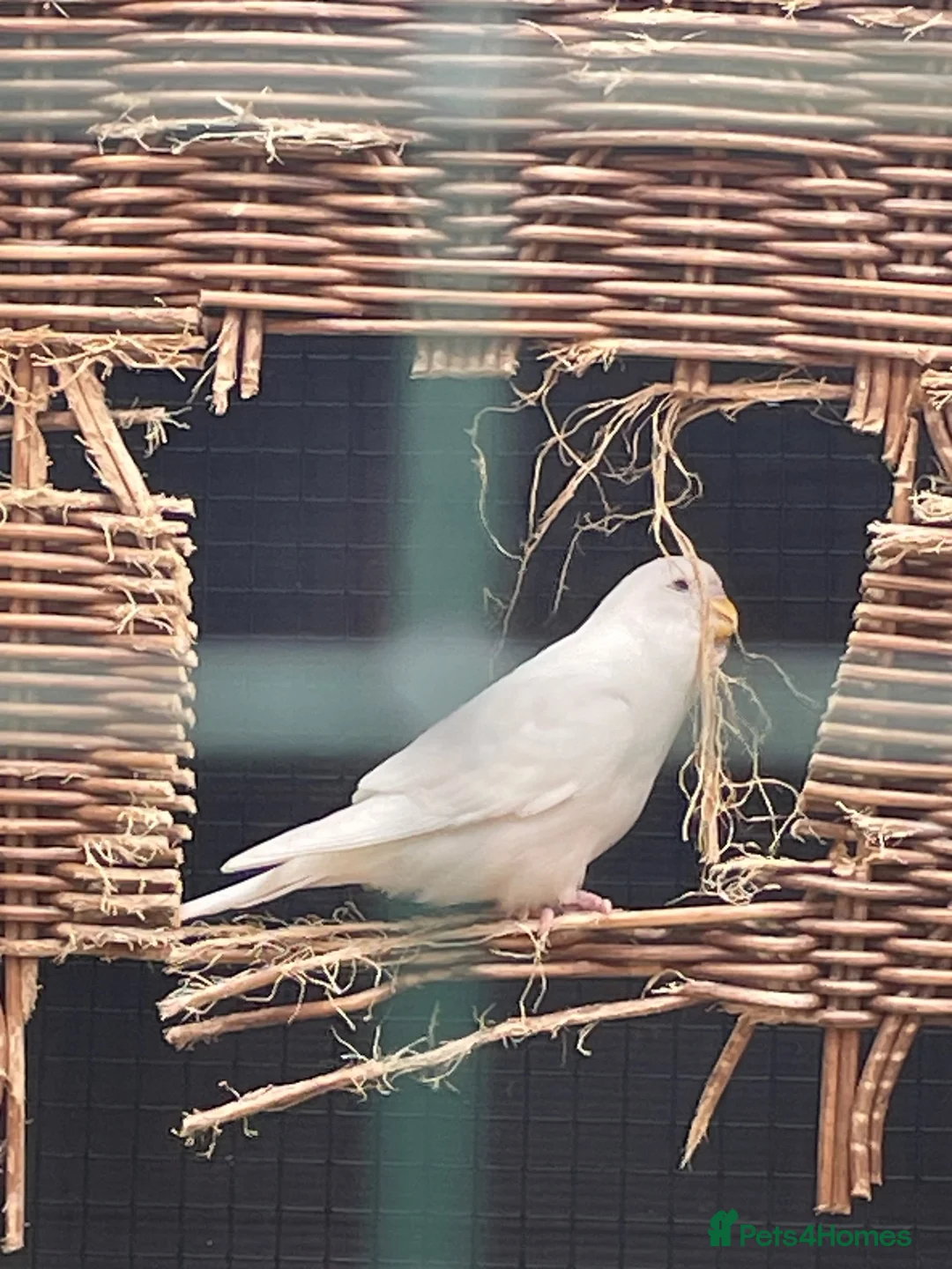Budgerigars birds for sale: Budgies - Advert 2