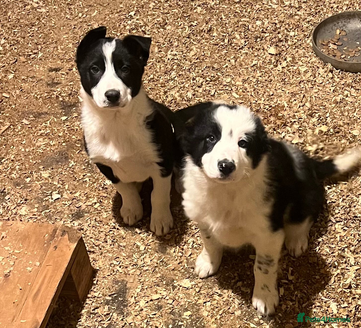 Border Collie dogs Collie dog pup *ready to go* - Advert 18