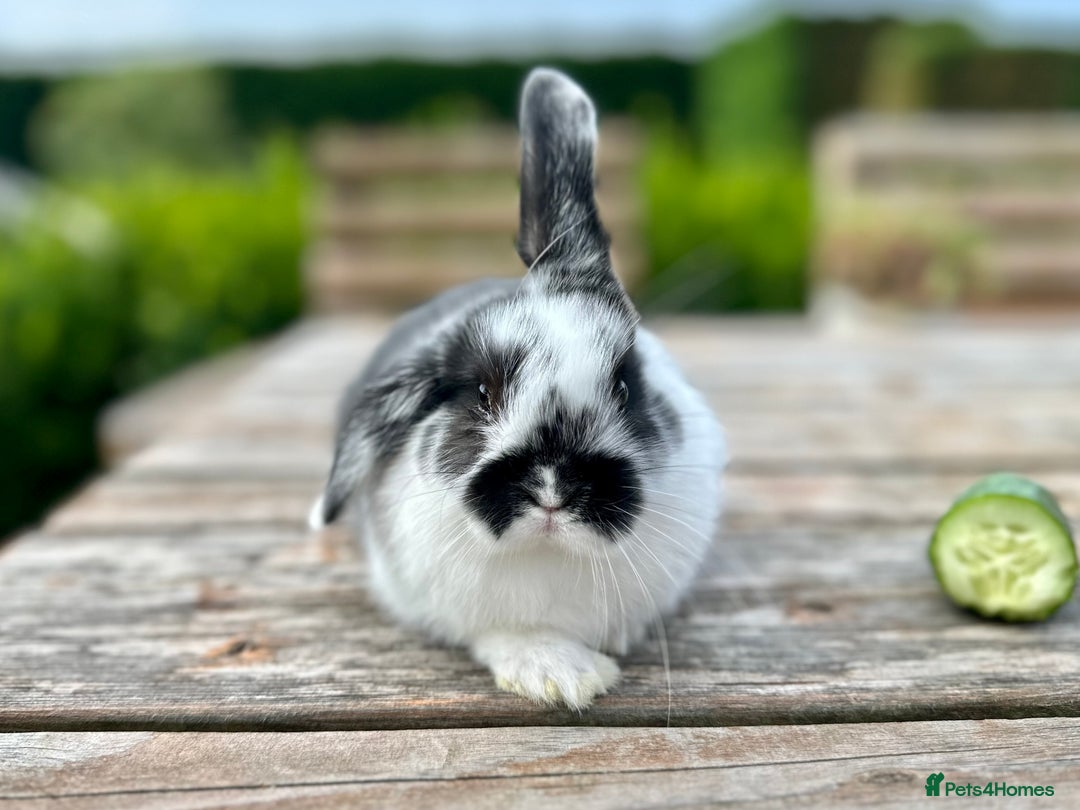 Mini Lop rabbits for sale: 2 mini lops for sale, 1 male 1 female - Image 7