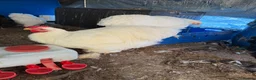 Chickens poultry for sale: White brachma roaster  in Huntingdon - Advert 4