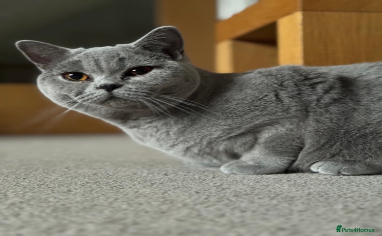 British Shorthair cats - Advert 8