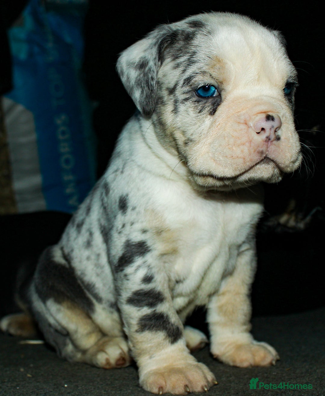 Olde English Bulldogge dogs for sale: Olde English Bulldog puppies - Image 3