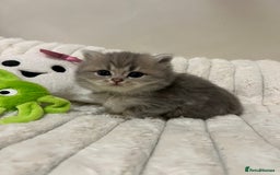 British Shorthair cats for sale: Affectionate lap cats health tested parents  - Image 38