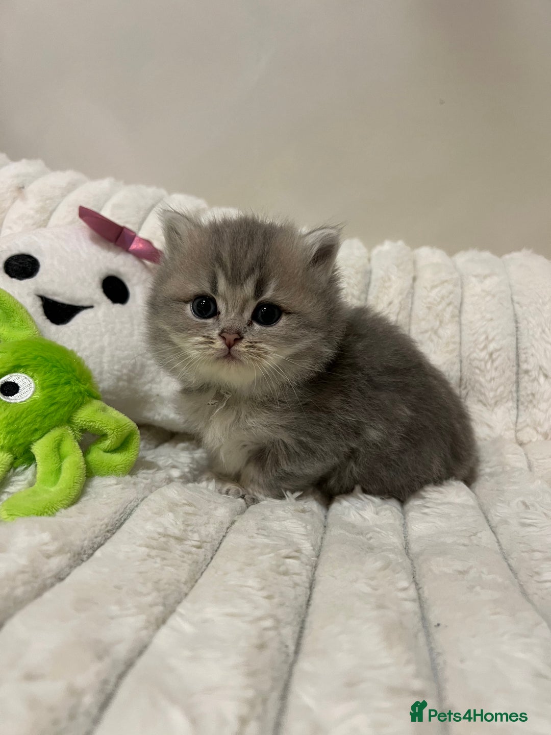 British Shorthair cats for sale: Affectionate lap cats health tested parents  - Image 38