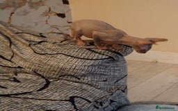 Sphynx cats for sale: Beautiful blue tabby girl - Advert 15