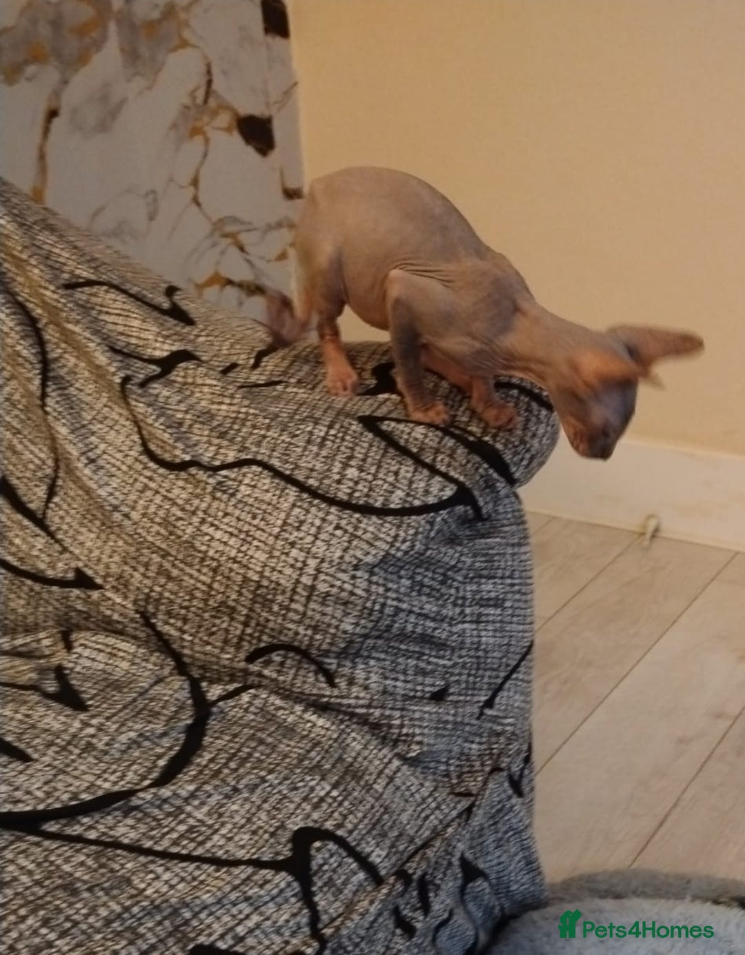 Sphynx cats for sale: Beautiful blue tabby girl - Advert 15