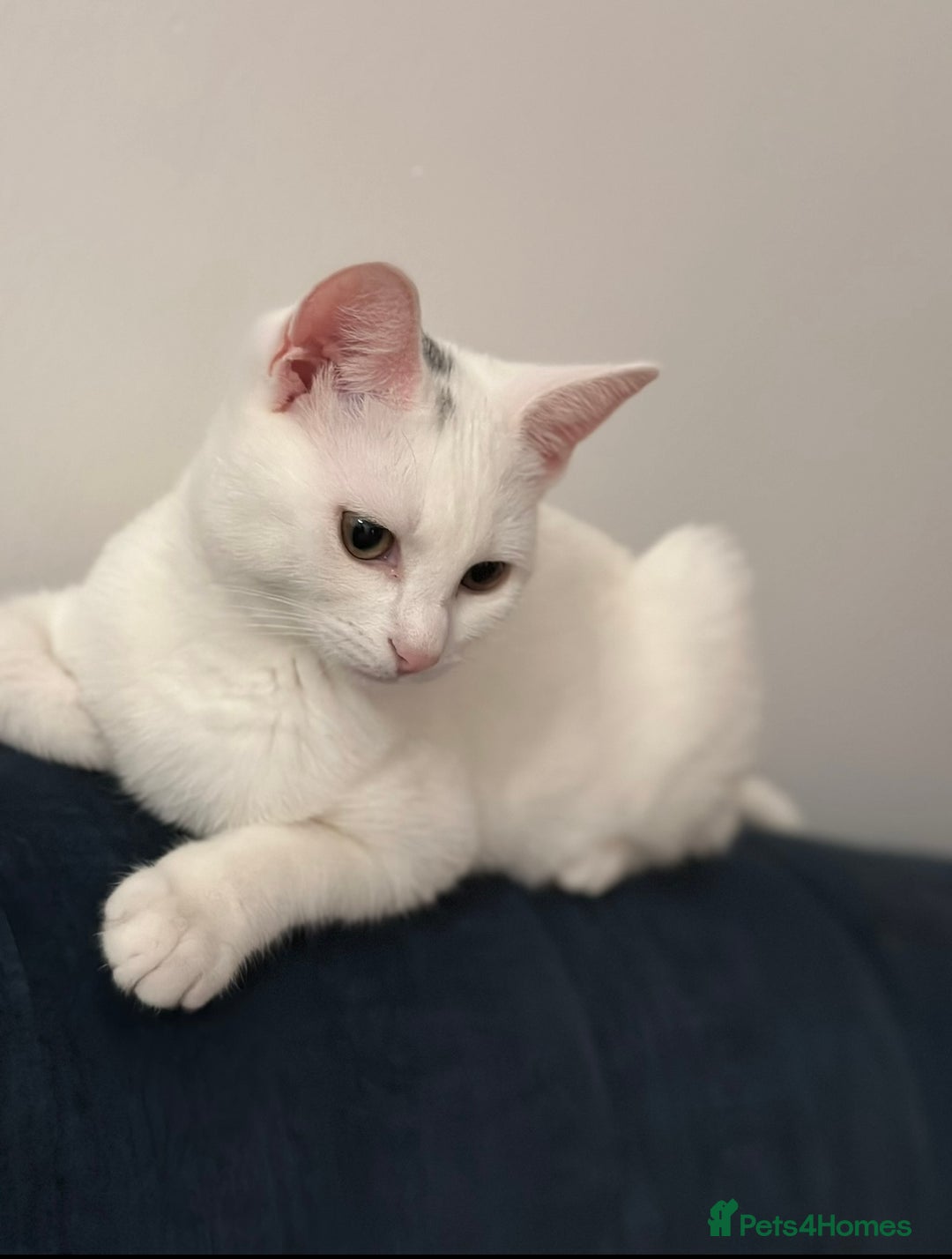 Asian cats for sale: White and asian - Advert 3