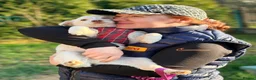 Mixed Breed dogs for adoption: ❤️🐶 AISY & BASIA –TWO LITTLE SUNBEAMS TOGETHER in Burton-on-Trent - Advert 9