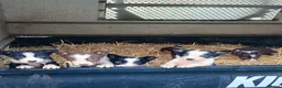 Border Collie dogs for sale: Border collie pups  in Strathaven - Advert 5