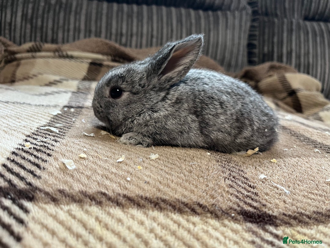 Mini Lop rabbits for sale: 7 beautiful mini lops  - Image 9