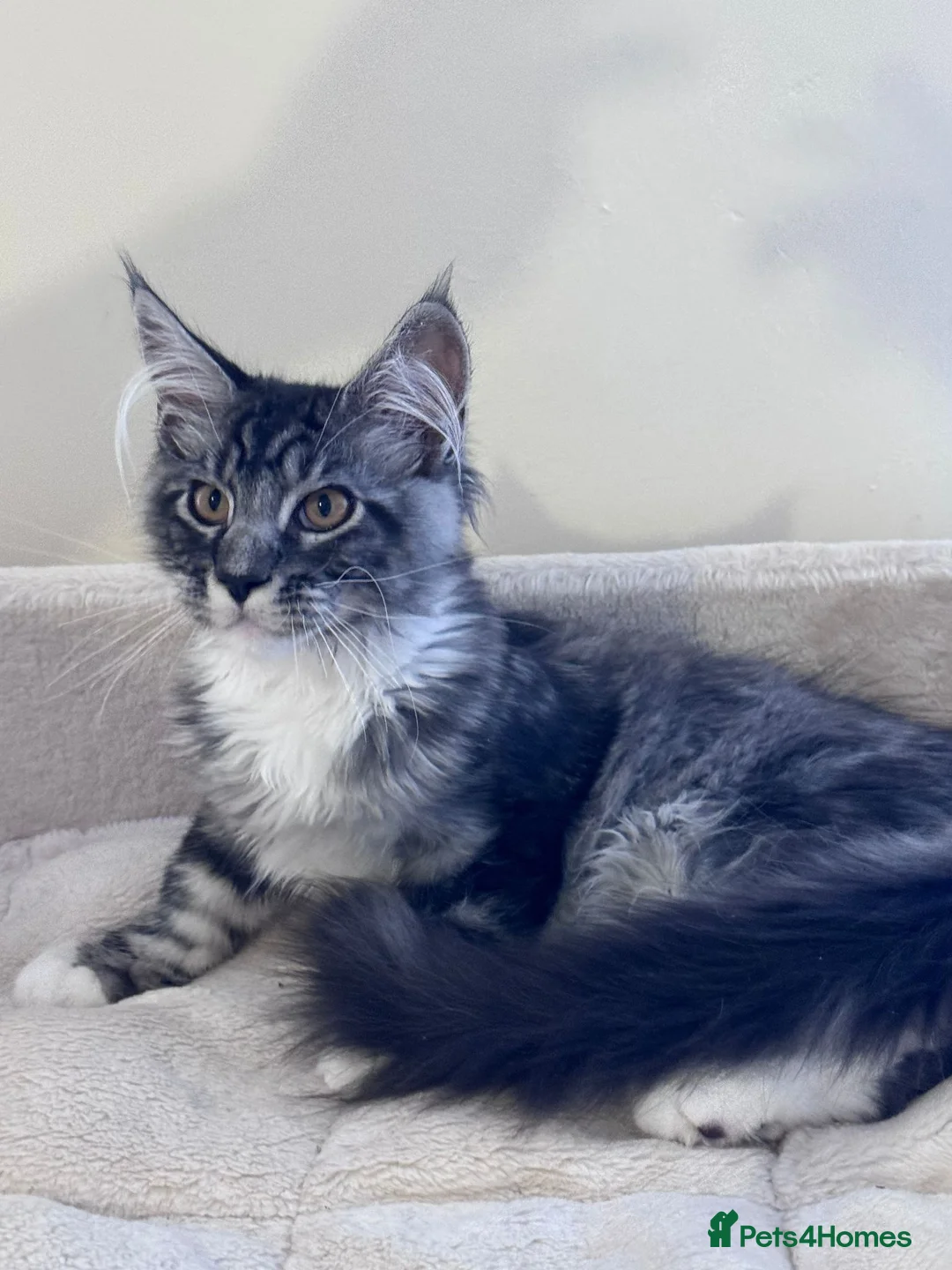 Maine Coon cats for sale: Two pedigree Maine Coon males for adoption in Nottingham - Advert 11