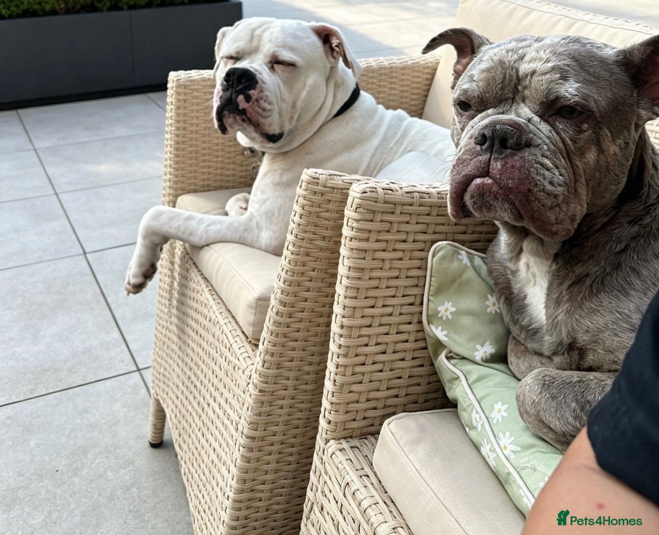 Mixed Breed dogs A* bulldog puppies 🐶 - Advert 2