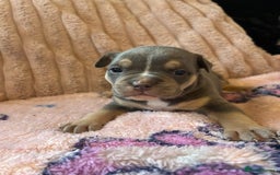 American Bully dogs for sale: American pocket bully’s  - Advert 7