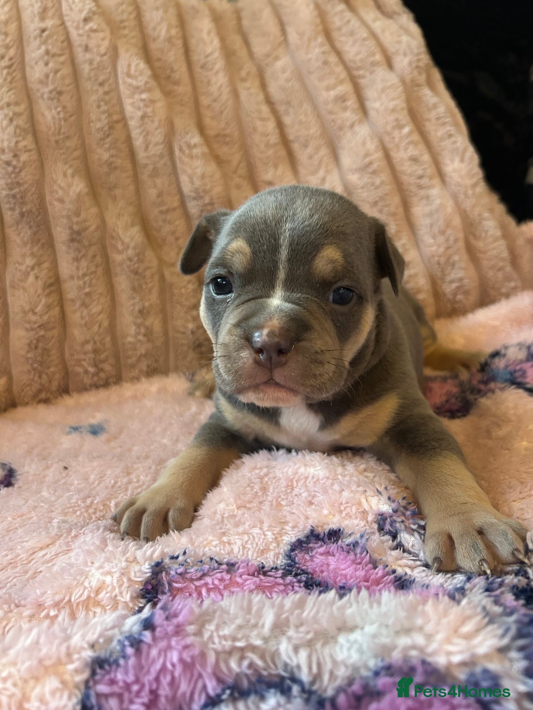 American Bully dogs for sale: American pocket bully’s  - Advert 7
