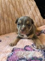 American Bully Puppy 5