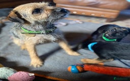 Border Terrier dogs for sale: Cheeky Little Border Terrier Puppies - Image 11