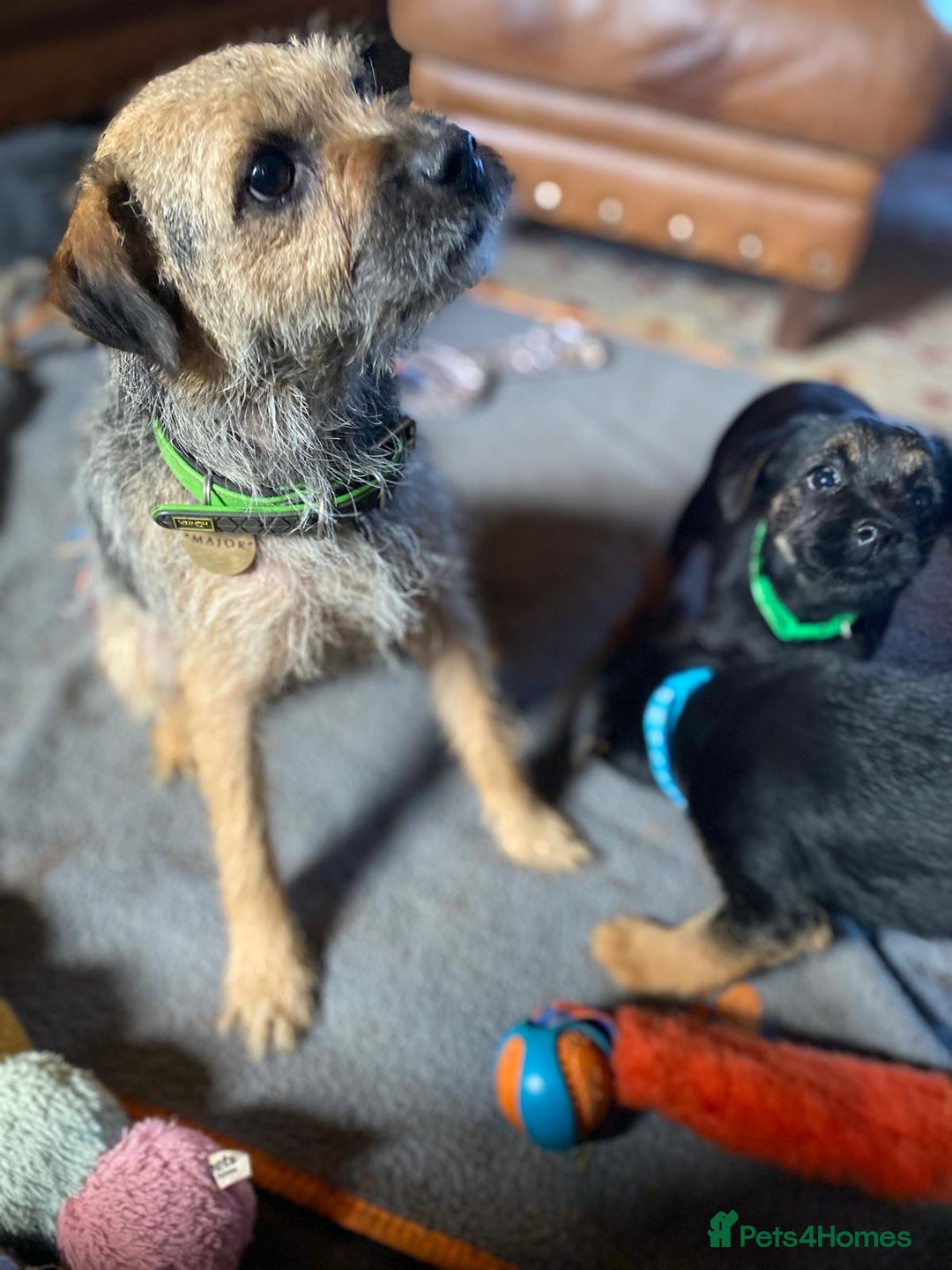 Border Terrier dogs for sale: Cheeky Little Border Terrier Puppies - Image 11