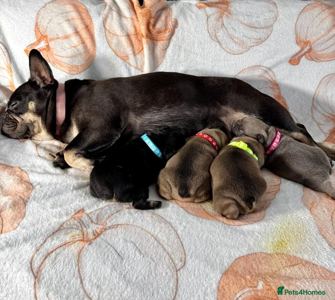 French Bulldog dogs for sale: Beautiful litter of  French Bulldog  - Advert 9