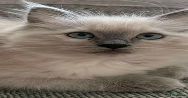 Ragdoll cats - Advert 10