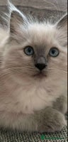 Ragdoll cats - Advert 14