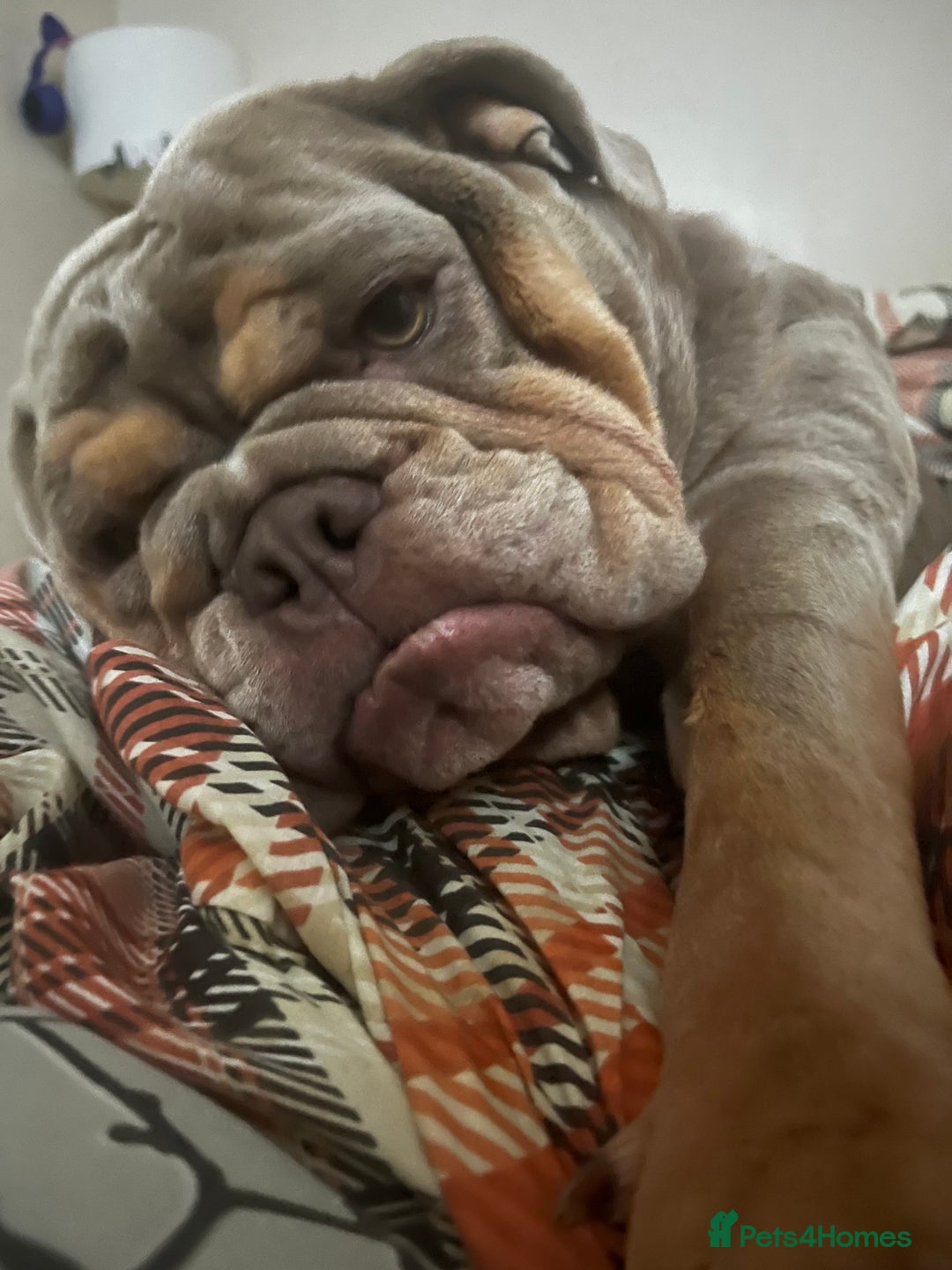 English Bulldog dogs for sale: Bonnie 3 year old British bulldog  - Advert 14