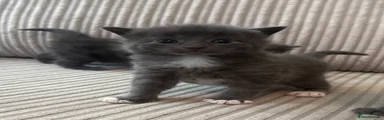  1 Grey white feet