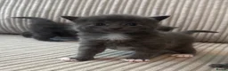 Domestic Shorthair cats for sale: Beautiful Grey blue kittens & grey tabbies x 7 - Advert 18