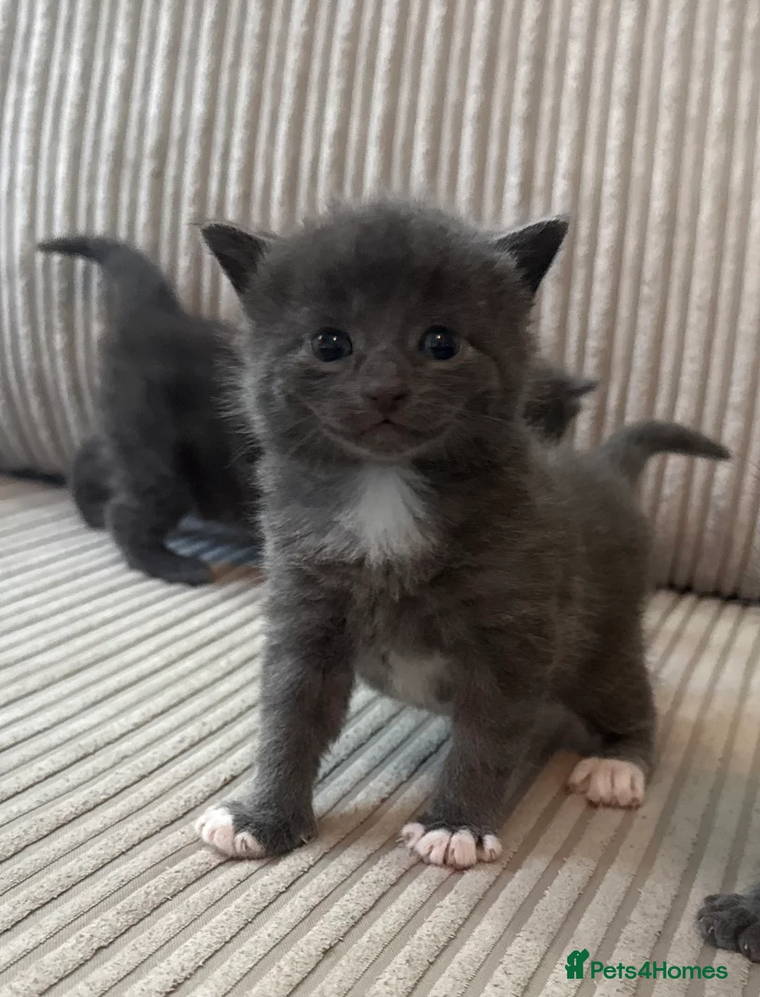 Domestic Shorthair cats for sale: Beautiful Grey blue kittens & grey tabbies x 7 - Advert 18