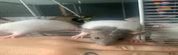 Rat rodents for sale: Baby rats  - Advert 3