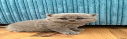 British Shorthair cats for sale: GCCF Registered British ShortHair Kittens  - Advert 6