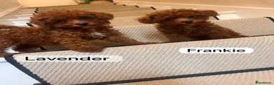 Toy Poodle Puppy 2