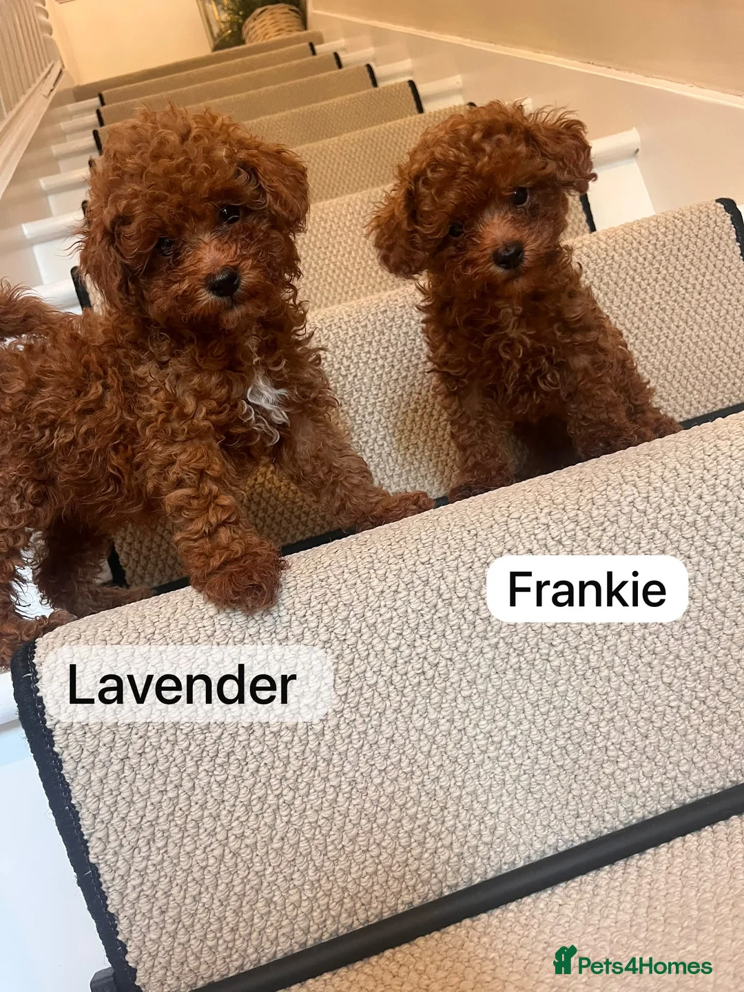 Toy Poodle dogs for sale: Toy poodle - Advert 2