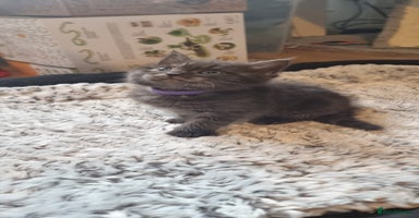 Persian cats - Advert 7