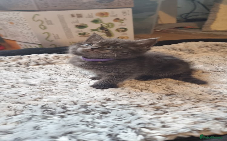 Persian cats - Advert 3