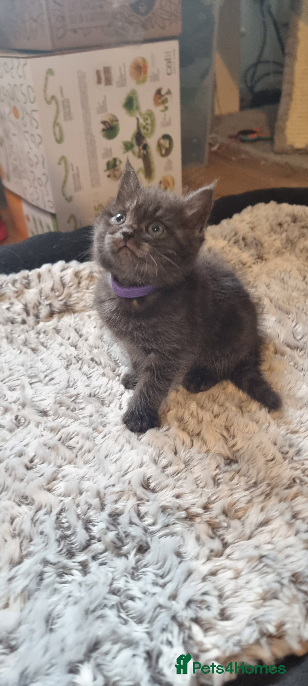 Persian cats for sale: Two loveable Persian kittens  - Image 1