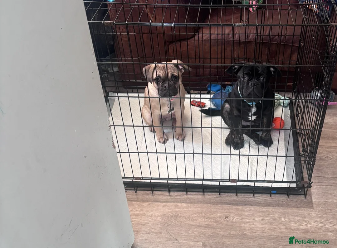 Frug dogs for sale: Male and female frug puppies  - Advert 9