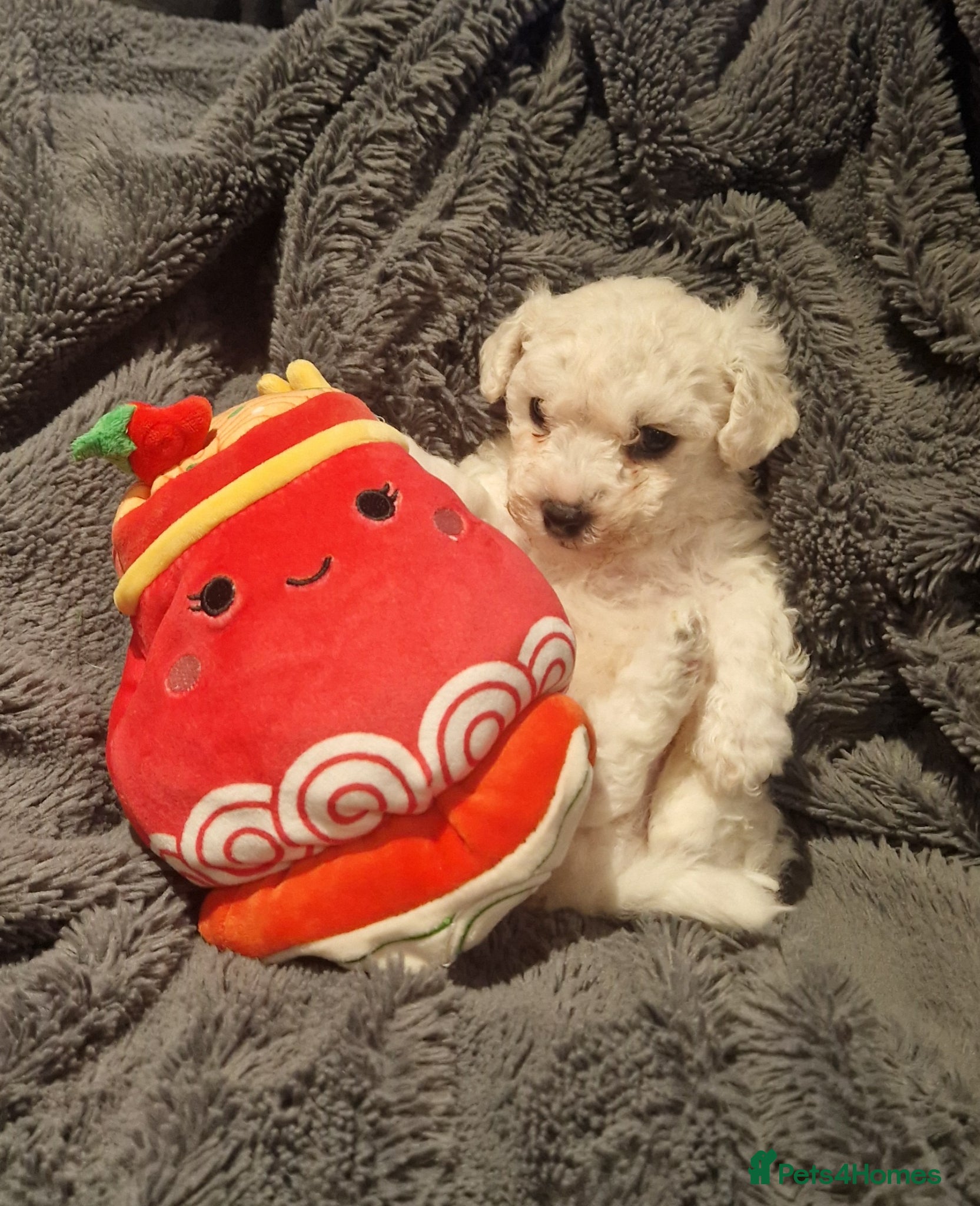 Bichon Frise dogs Full pedigree Bichon frise  - Advert 1