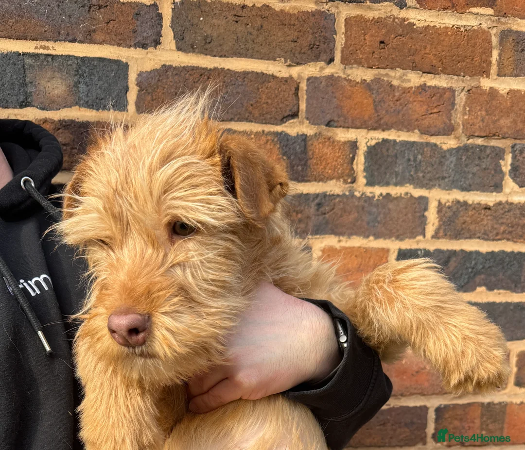 Soft Coated Wheaten Terrier dogs for sale: Irish wheaten terriers (Not soft coated)  - Advert 6